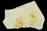 Two Ammonite (Glochiceras) Fossils in Rock - Drügendorf, Germany #125445-1